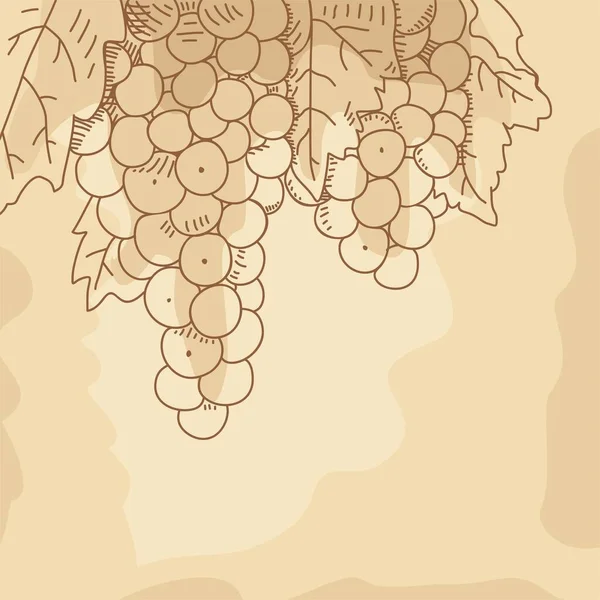Ukiran Anggur Ilustrasi Vektor Gambar Tangan Anggur Sketsa Anggur - Stok Vektor
