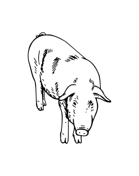 Sketch Pig Hand Drawn Vector Illustration — Stock Vector