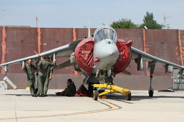 Harrier. — Foto de Stock