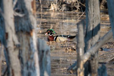 Orman Ördeği bataklıkta yüzüyor.