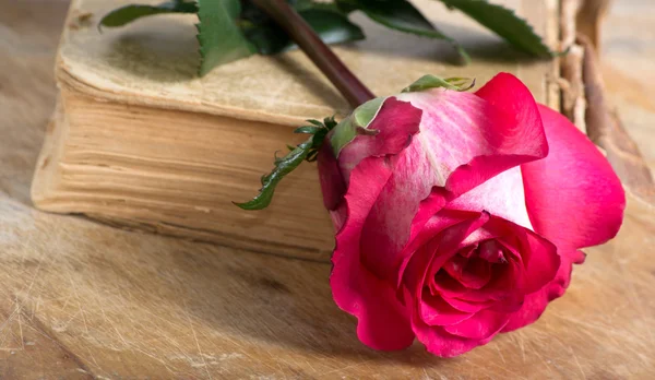 Rose and book — Stock Photo, Image