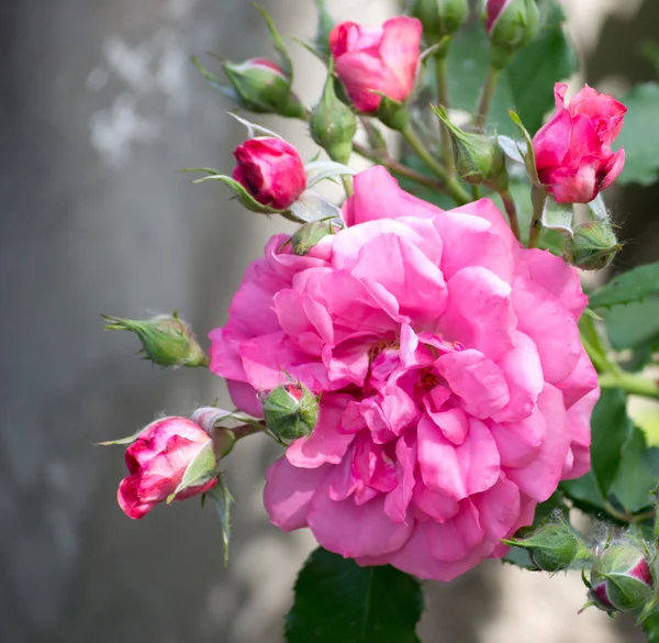 粉红色的玫瑰 — 图库照片