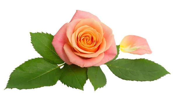 Rose — Stock Photo, Image