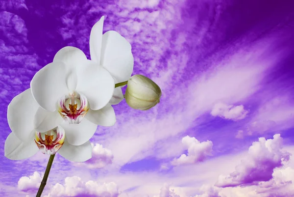 Orchidea na tle nieba — Zdjęcie stockowe