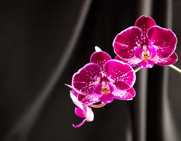 Пятнистая орхидея — стоковое фото