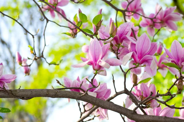 Ροζ magnolia — Φωτογραφία Αρχείου