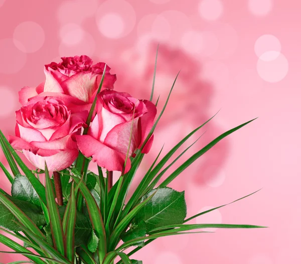 Schöne Rosen — Stockfoto