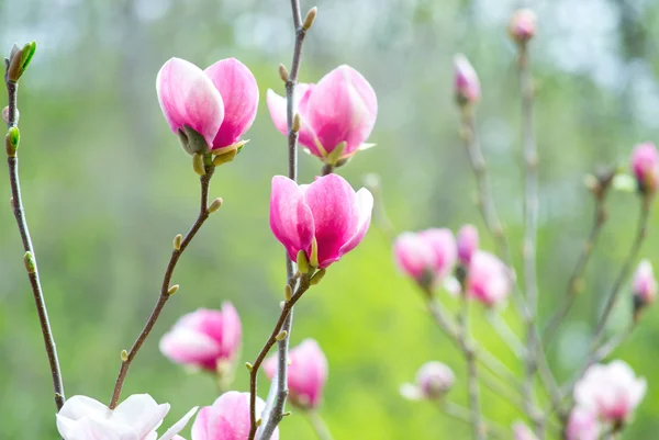 Rosa Magnolie — Stockfoto