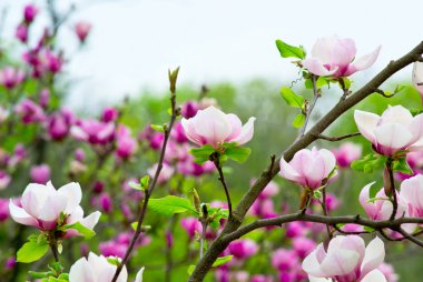 pembe Manolya
