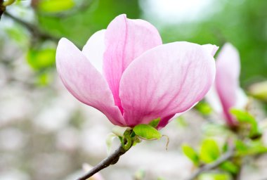pembe Manolya
