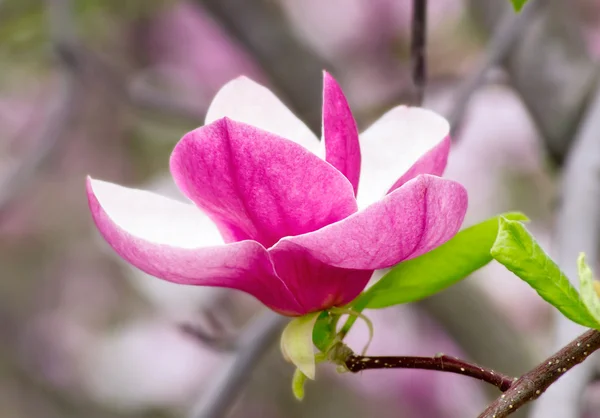 Pinkki magnolia — kuvapankkivalokuva