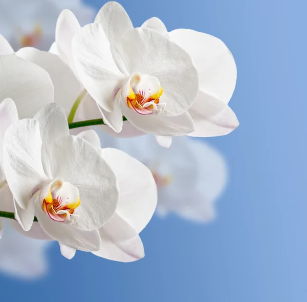 Orquídea blanca — Foto de Stock