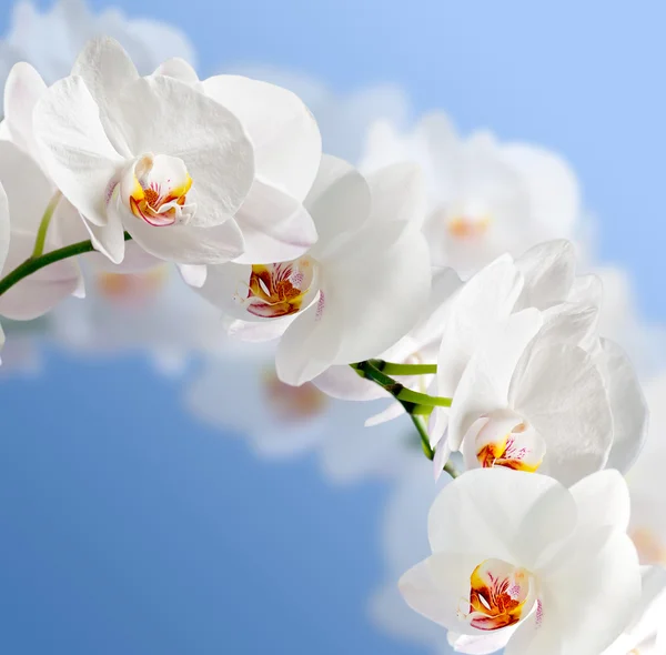 Beyaz Orkide