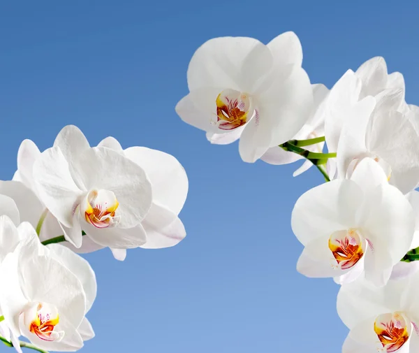 Weiße Orchidee — Stockfoto