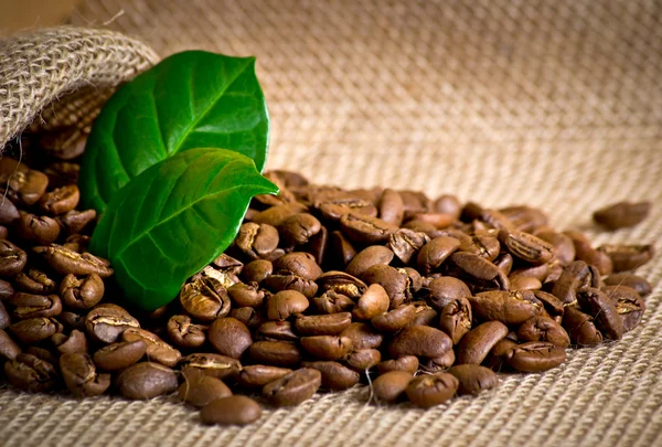 Coffee grains on sackcloth — Stock Photo, Image