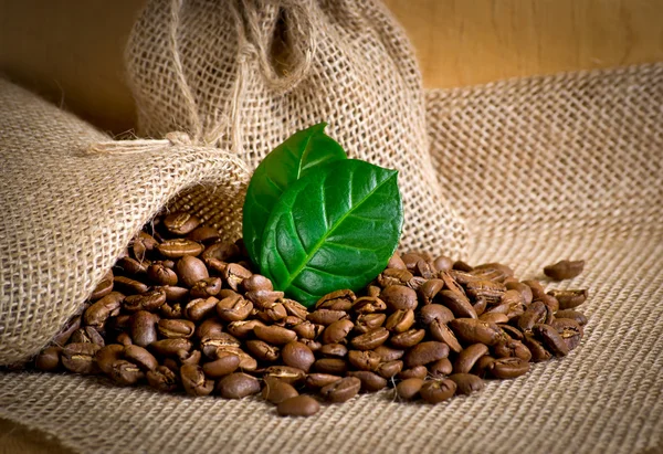 Coffee grains on sackcloth — Stock Photo, Image