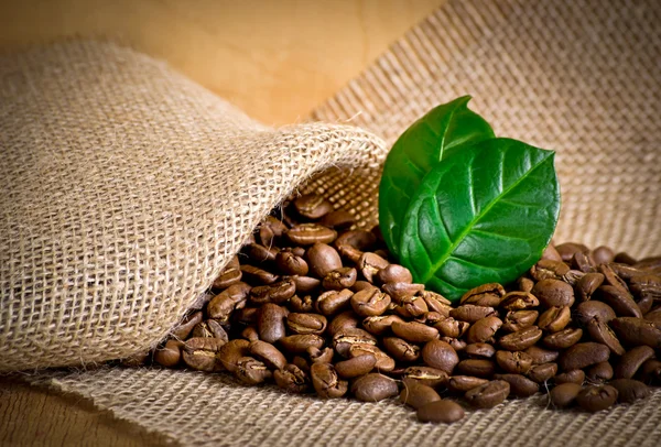 Coffee grains on sackcloth — Stock Photo, Image