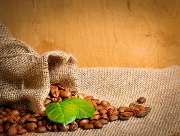 Coffee grains on sackcloth — Stock Photo, Image