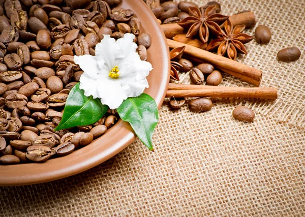 セラミック板のスパイスのコーヒー豆 — ストック写真