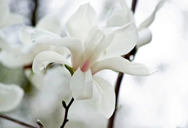 Valkoinen Magnolia — kuvapankkivalokuva