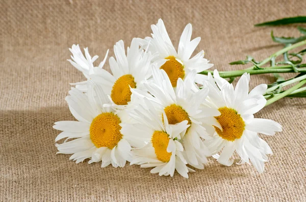 Bouquet of daisies — Stock Photo, Image