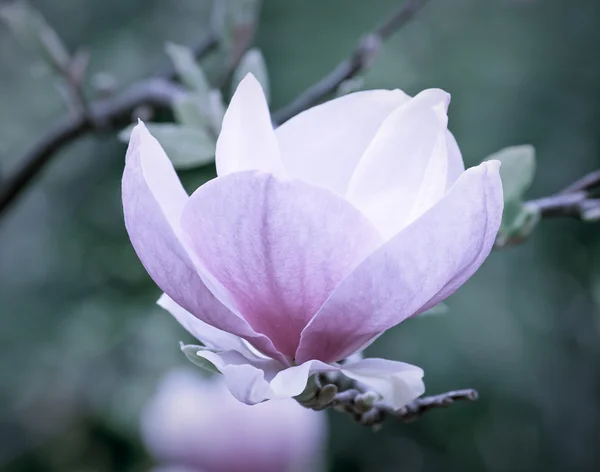 Magnolia rose dans le parc — Photo