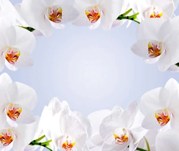 Biała orchidea — Zdjęcie stockowe