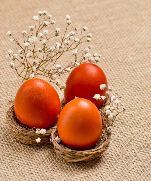 Nidos con huevos de Pascua y flores — Foto de Stock