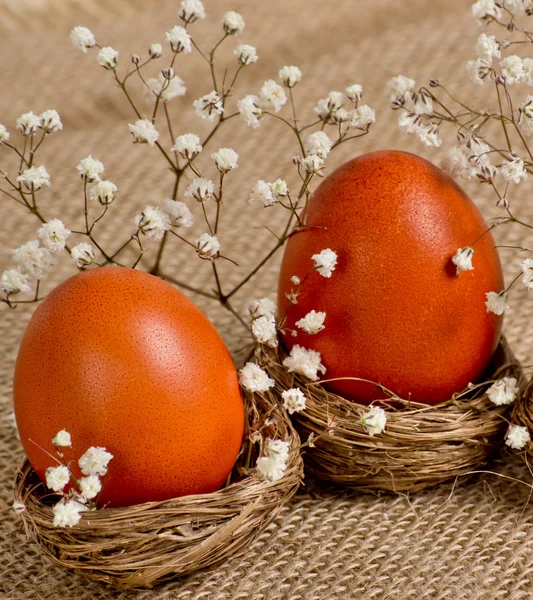 Nids avec œufs et fleurs de Pâques — Photo