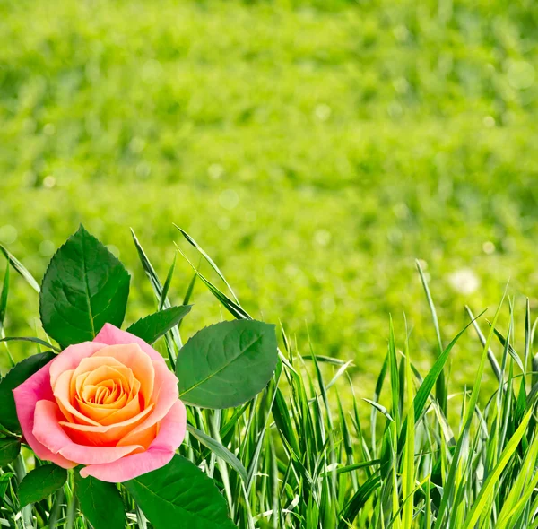 Fundo com grama verde e rosa — Fotografia de Stock