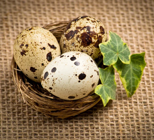 Quail eggs in a nest with ivy leaves — Stock Photo, Image