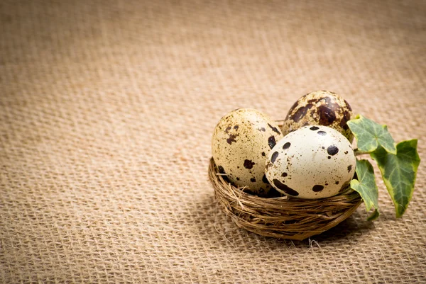 Quail eggs in a nest with ivy leaves — Stock Photo, Image