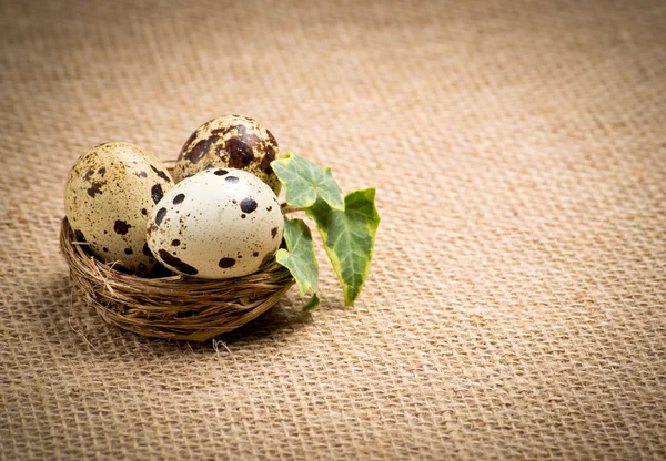 Quail eggs in a nest with ivy leaves — Stock Photo, Image