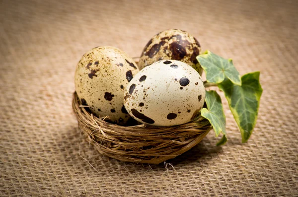 Quail eggs in a nest with ivy leaves — Stock Photo, Image