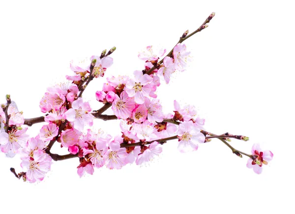Kayısı dalı ile çiçekli bahar — Stok fotoğraf