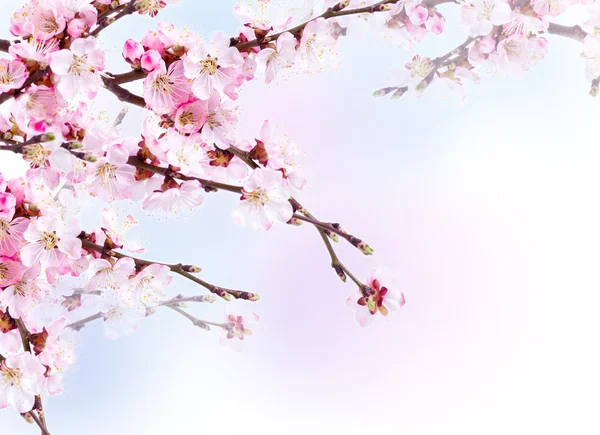 春季开花与杏分支上多彩的模糊背景 — 图库照片