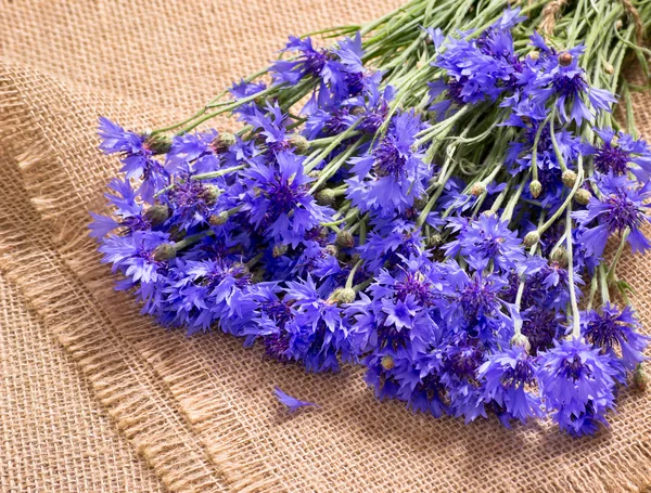 Bouquet of cornflowers — Stock Photo, Image