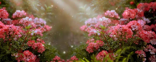 幻想的玫瑰花园在迷人的童话梦幻精灵森林里 在神秘的背景下 有着迷人的童话般的繁茂茂密的灌木丛 神奇的宽的全景横幅 — 图库照片