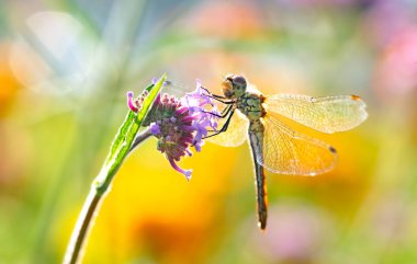Güneşli bir ilkbahar ya da yaz gününde çiçeğin üzerinde oturan yusufçuk, temiz bir çevre eko arka planı, taze, sulu bitki yakın plan, güzel doğa ve makro dünya.