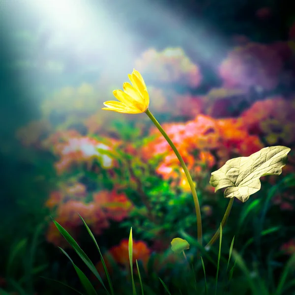 Amarelo Ficaria Flor Fantasia Jardim Mágico Encantado Conto Fadas Sonhador — Fotografia de Stock