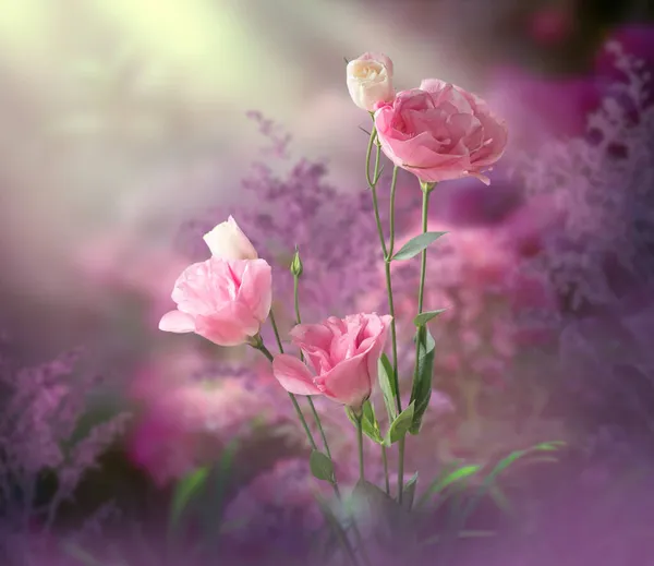 幻想的な花の庭魅惑的なおとぎ話の夢のような自己の森の中で幻想的な花の庭素晴らしいおとぎ話の開花柔らかいバラで早朝霧の魔法の朝神秘的なピンクの花の背景に太陽線 — ストック写真