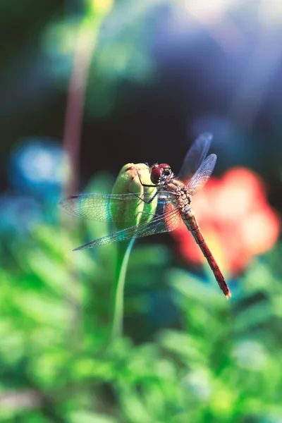 Libellule Assis Sur Fleur Par Une Journée Ensoleillée Printemps Été — Photo