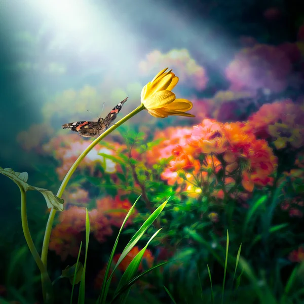 蝴蝶栖息在幻想魔幻花园的黄花上 在迷人的童话梦幻森林里 童话在神秘的背景下 精灵在黑暗中 闪烁着光芒 — 图库照片