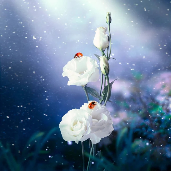 Fantasy Eustoma Flowers Garden Two Ladybugs Enchanted Fairy Tale Dreamy — 스톡 사진