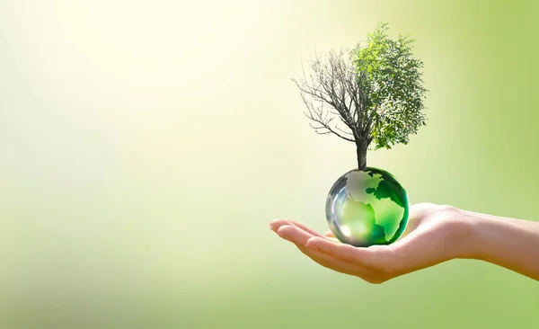 Earth Day or World Environment Day, Combat Desertification and Drought concept. Climate change and global warming theme. Save our Planet, protect green nature. Live and dry tree on globe in hand.