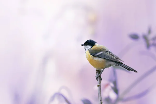 Tit Bird Sitting Branch Fantasy Mysterious Spring Blurred Background Fabulous — Stockfoto