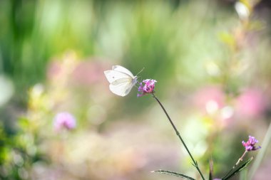 Kelebek çiçeğin üzerinde oturuyor ve bahar veya yaz aylarında nektar içiyor muhteşem çiçek açan yeşil bahçe gizemli bir peri masalı bahar çiçekli parlak arka plan, güneş ışığı, güzel doğa.