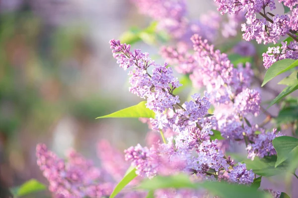 Lila Bloemen Bloeien Het Voorjaar Fabelachtige Groene Tuin Mysterieuze Sprookje — Stockfoto