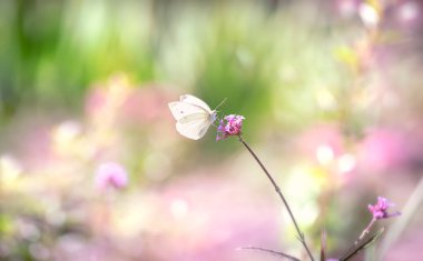 Kelebek çiçeğin üzerinde oturur ve bahar veya yaz aylarında nektar içer. Muhteşem çiçek açan yeşil bir bahçe. Gizemli bir peri masalı..