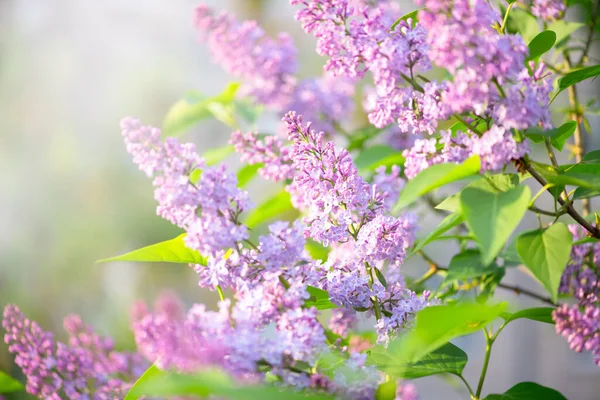 Flores Lilas Que Florecen Primavera Fabuloso Jardín Verde Misterioso Cuento — Foto de Stock